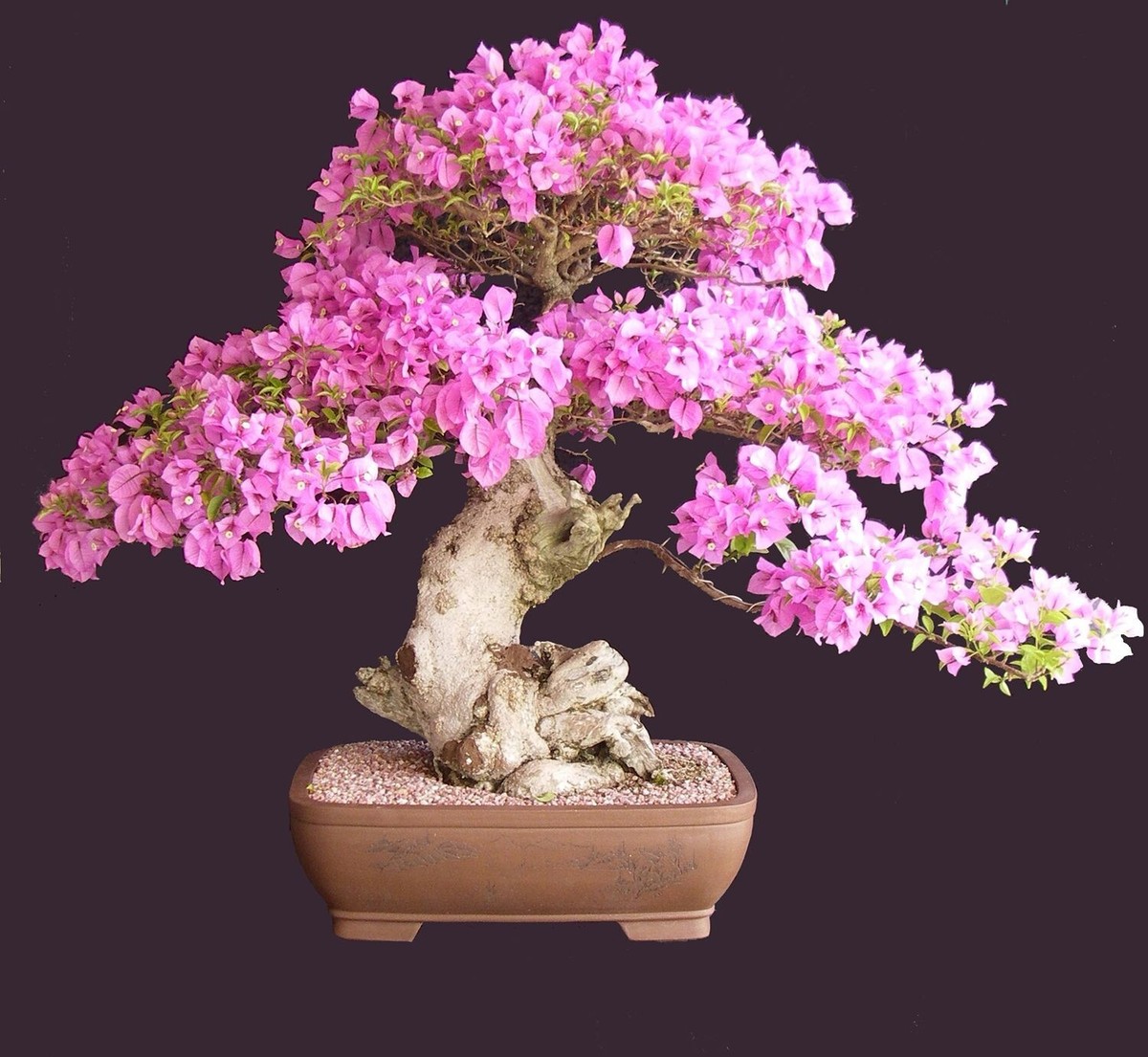 Bonsai Sakura Cherry Blossom tree seeds 2 count~beautiful pink blooms | eBay
