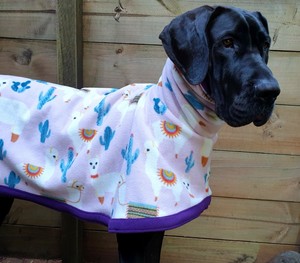 designer breed large