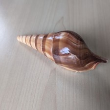 1 large Red Eluthani seashell 10cm  shells crafts decoration