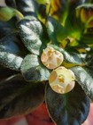 African Violet Let'O Mashenka Bell shape Miniature PLANT — photo 6