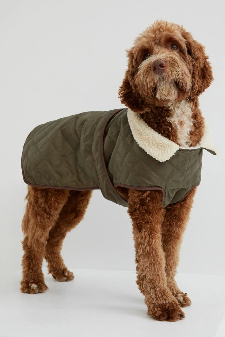 H & m dog cheap clothes