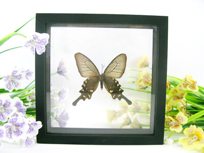 Chinese Windmill - Real Butterfly, Prepared in a 3D Displaycase - Museum Quality