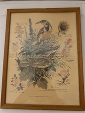 Vtg 1957 Framed Arthur Singer Western Meadowlark Botanical Print #7 Of A Series
