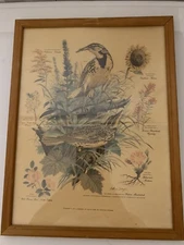 Vtg 1957 Framed Arthur Singer Western Meadowlark Botanical Print #7 Of A Series
