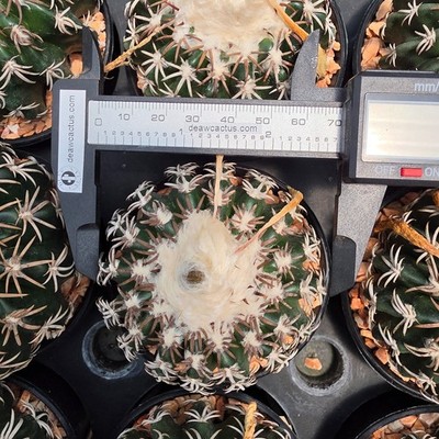 DE09:  Discocactus horstii hybrid