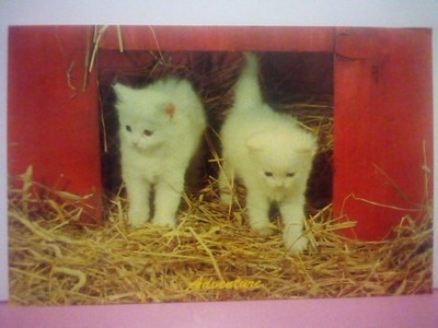 two fluffy white kittens on an adventure 1958 cat