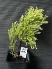 Rheingold  Arborvitae — photo 2