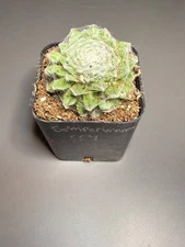 Succulent - Sempervivum - Live Plant  2inch Pot - #004