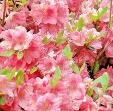 AZALEA  JAPANESE EVERGREEN SHRUB PLANT IN 1 LTR  POT FREE DELIVERY