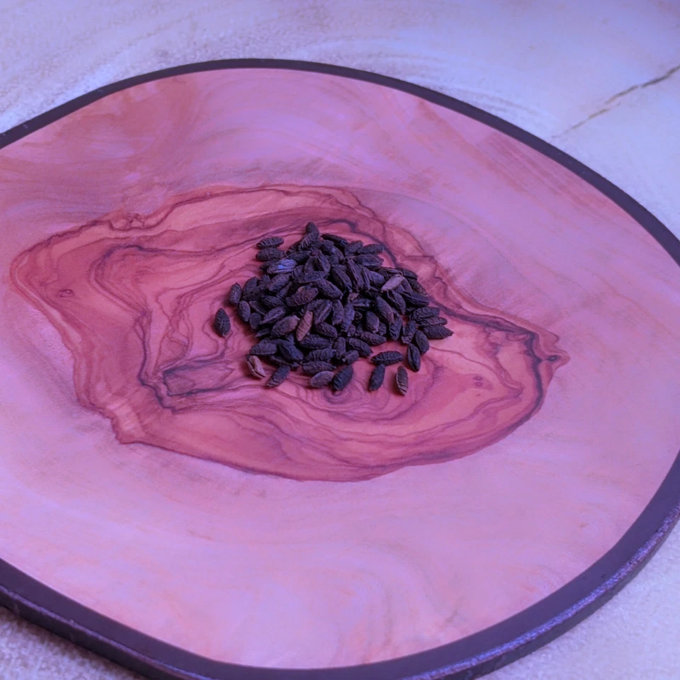 Geranium maderense (Madeira Cranesbill) 5 to 25 Seeds | RARE Outdoor Flowers UK  - Image 3 of 3