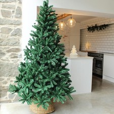 Balsam Pine Tree
