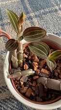 Ludisia Discolor Jewel Orchid Established Plant 10cm Pot