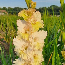 GLADIOLUS Cera Fearless  3  Flower Bulbs - NEW - Zones 3 to 10 - U S SELLER