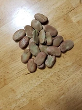 Fava Bean(Broad Beans) 20 Giant Seeds 