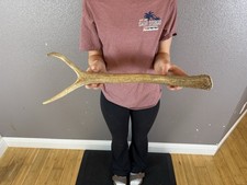 ELK SHED ANTLER IDAHO SPIKE HORN DEER MOOSE Fresh Wedding Rustic Decor