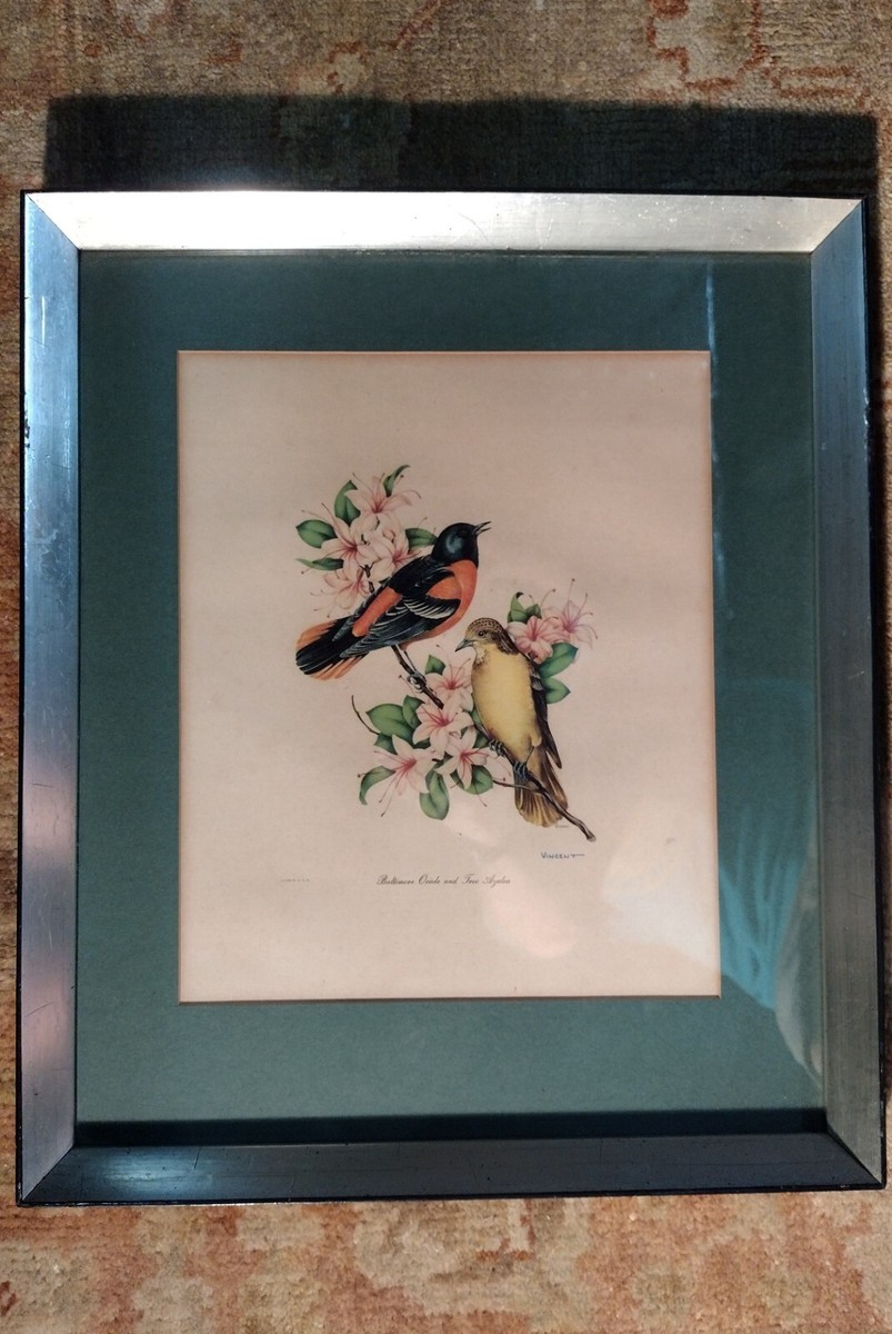 英語版　1976年発行　A closer Look at BIRDS 英語版 1976年発行 A closer Look at BIRDS 本