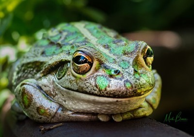 Wandbild ''Lächelnder Frosch'', Perth, Western Australia A3 DRUCK