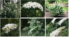 White Crystal Butterfly Perennial Bush Shrub      100 Seeds USA Seller