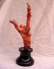 MAGNIFICENT NATURAL CORAL TREE 16.75" TALL FROM AUSTRALIA 'MUST SEE'