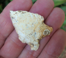 1 5/8  Rare Paleo HARDAWAY Georgia Florida Ar...