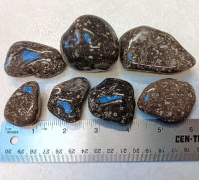 7 Crinoid Fossils in Matrix Ancient Michigan Devonian Specimens Craft