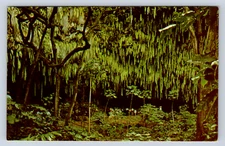 Vintage Postcard Kauai Wailua River Fern Grotto Hawaii 