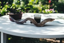 Big Half polished natural Judaica Kosher 130 Cm Yemenite Kudu Shofar horn Israel