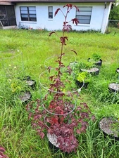 30 Seeds From Organicly Grown Cranberry Hibiscus Non-GNO 