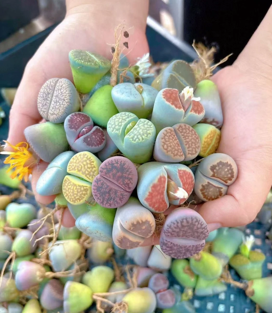 Lithops Living Stone Cactis&Succulents for sale | eBay
