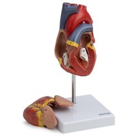 Herz Anatomie Modell Lebensgroß Nummeriert Herzwand GeöFfnet Auf Stativ