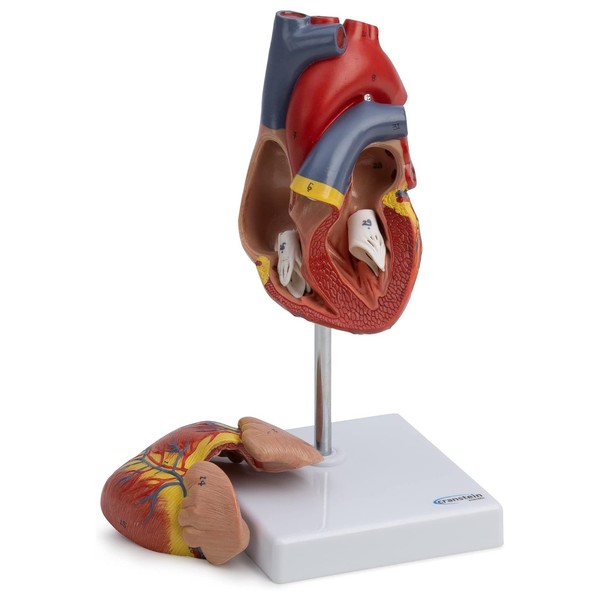 Herz Anatomie Modell Lebensgroß Nummeriert Herzwand GeöFfnet Auf Stativ-image