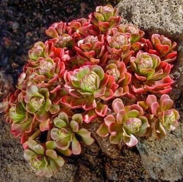20 semillas suculentas para plantar Aeonium spathulatum Foto 2 de 3