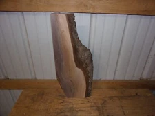SMALL RUSTIC WALNUT SLAB KILN DRIED LUMBER 1  1/2" THICK LOT 2137V LIVE EDGE