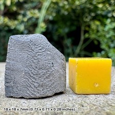 Rare jurassic hybodont shark spine - asteracanthus ornatissimus, fly ash pit,