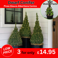 Dwarf Conifer Picea Glauca 'Albertiana Conica' Alberta Spruce 11cm Pot