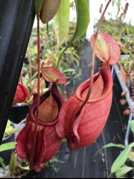 Nepenthes mirabilis var. globosa x globosa