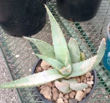 Aloe claviflora Silver Blue Bubble Leaves Horizontal Flower Stems #61