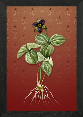 Trillium Rhomboideum Gerahmtes Wandbild Poster Leinwanddruck Bild
