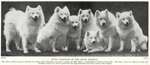 Samoyed "Seven" - 1934 Vintage Dog Art "Photo" Print - CUSTOM MATTED