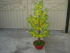 plastic artificial yellow apricot flower tree with pot 57" tall (hoa mai)