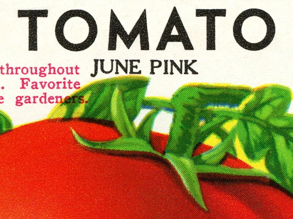 ¡PÓSTER paquete de semillas vintage de tomate! (hasta 24" x 36") - Cocina - Cocina - Arte Foto 2 de 4