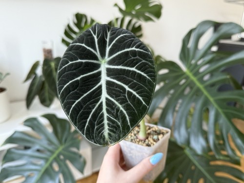 Alocasia Ninja