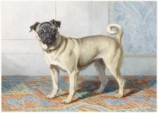 Charming Pug Dog Wall Art Poster for Home or Office Decor Home Decor