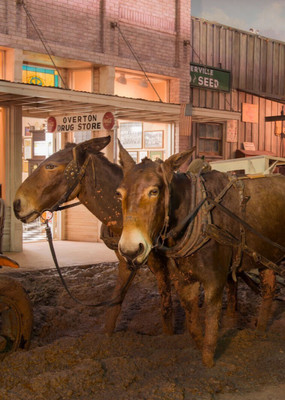 Muddy Main Street scene with team of mules Pic 1 Old Vintage Photo Reprints