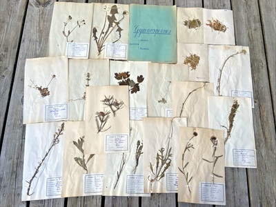  18 ANTIQUE PROFESSIONAL 1939 HERBARIUM PLANT LEAVES IDENTIFIED WITH DATE