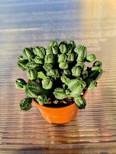Euphorbia Tubiglans cactus succulent in 10.5cm pot
