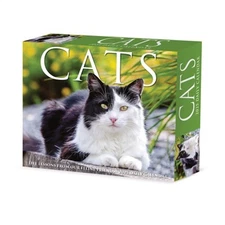 Cats 2026 5.4 X 6.2 Box Calendar (Bookbook - Detail Unspecified)