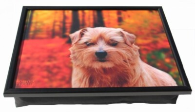 Knietablett - Lap Tray - Norfolk Terrier - Hund Kissentablett  Sofatablett