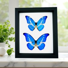 Morpho butterflies for collectors & artwork | Blue Morphos