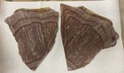 Wonderstone Rhyolite Rough Slabs • Banded WonderStone For Cabbing Jasper — photo 1